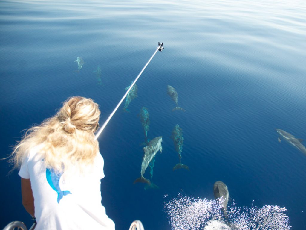 centro ricerca cetacei