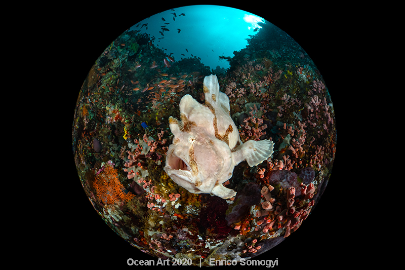ocean art underwater 2020