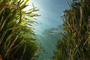 posidonia rimuovere plastica