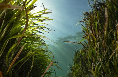 posidonia rimuovere plastica