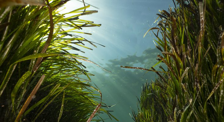 posidonia rimuovere plastica