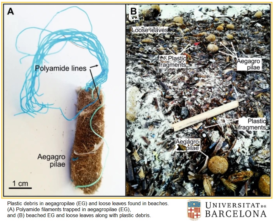 posidonia rimuovere plastica