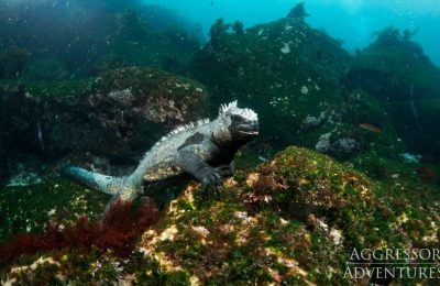 galapagos