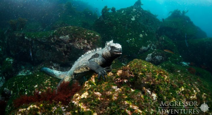 galapagos