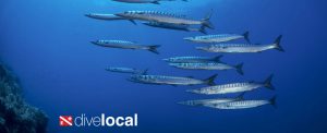 dive local