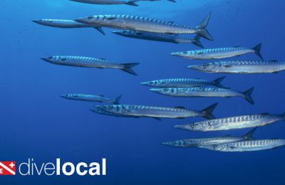 dive local