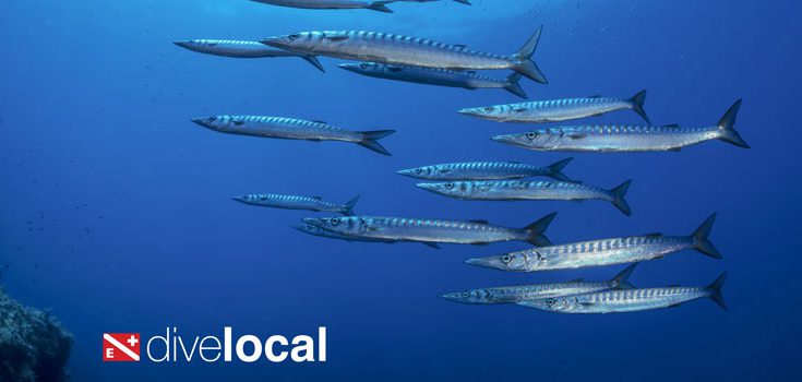 dive local