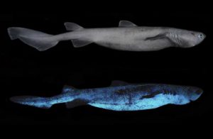 squalo bioluminescente