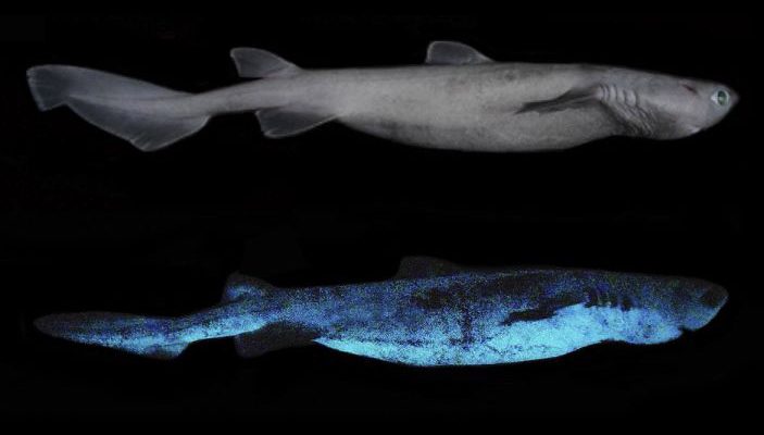squalo bioluminescente