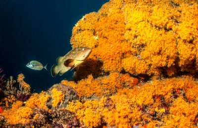 crociere sub in sicilia