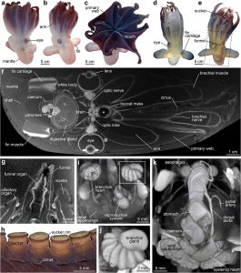 nuova specie descritta senza sezionarla