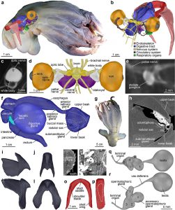 nuova specie descritta senza sezionarla