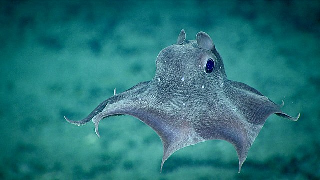 nuova specie descritta senza sezionarla.