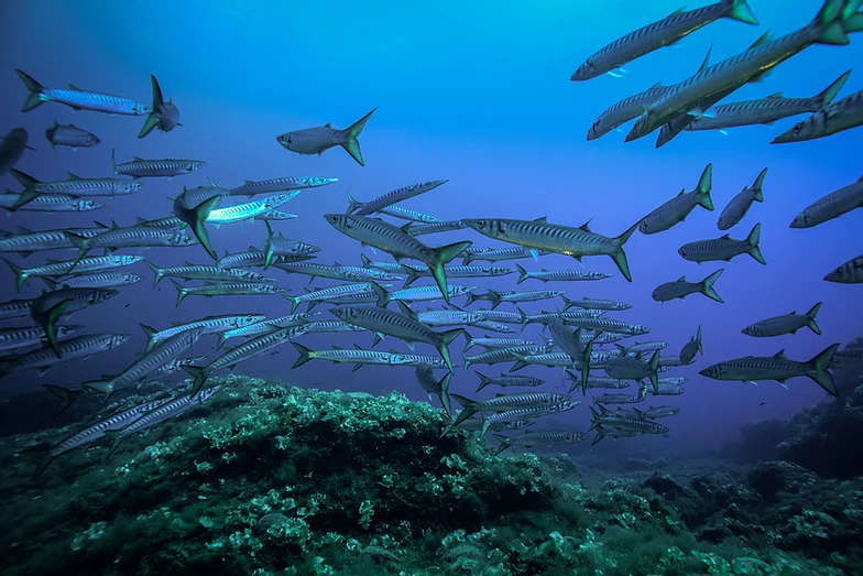 lampedusa