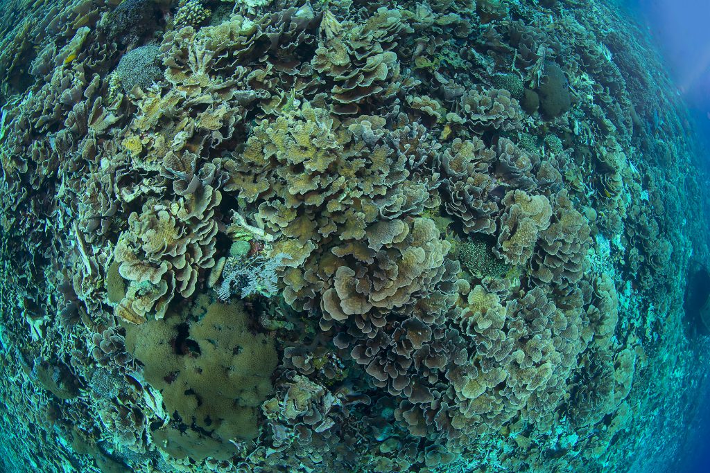 satellite monitora reef