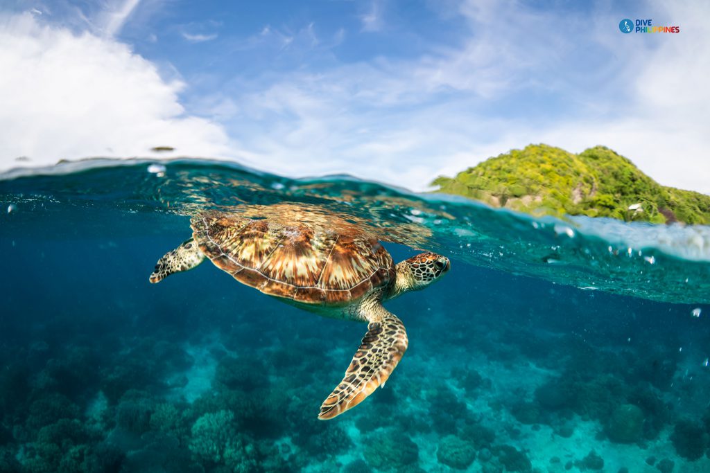 subacquea, 5 punti per immergersi, tartarughe marine