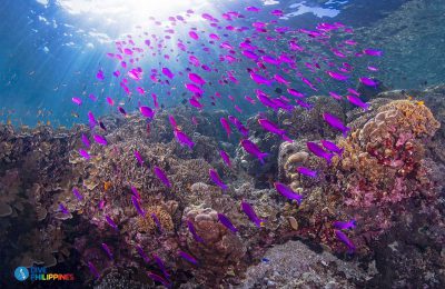 punti d'immersione alle Filippine