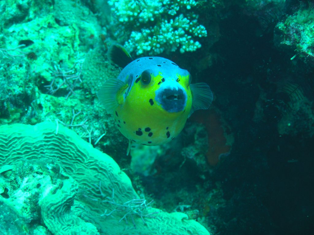 subacquea alle Filippine 