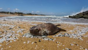 Il disastro ambientale in Sri Lanka