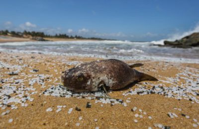 Il disastro ambientale in Sri Lanka