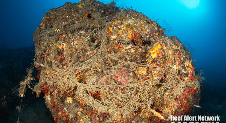 Reef Alert Network
