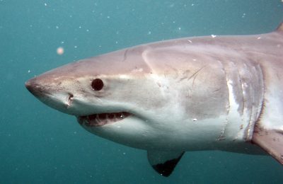squali bianchi in sud africa