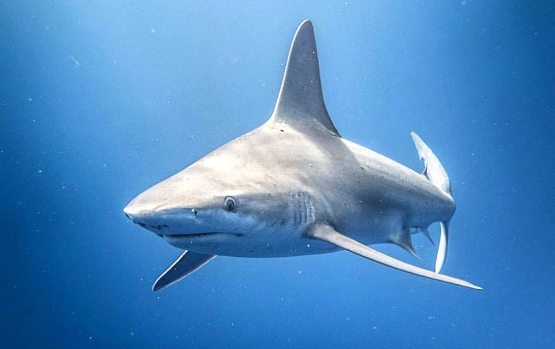 Una nursery di squalo grigio al largo di Cervia articolo su Scubaportal portale subacqueo immersioni diving attrezzatura sub viaggi sub subacqueo