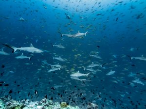 crociera alle maldive