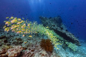 crociera alle maldive