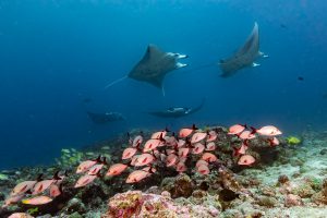 crociera alle maldive