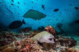 crociera alle maldive