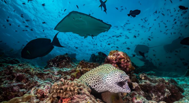 crociera alle maldive