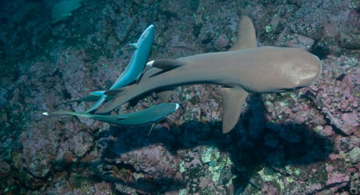 Pesci che si grattano contro uno squalo