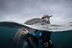 ocean film festival e il pianeta azzurroocean film festival e il pianeta azzurro