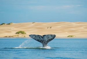 Le Balene della Baja California