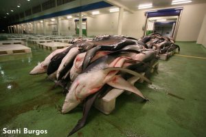 commercio di pinne di squalo