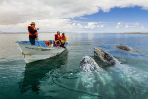 Le Balene della Baja California