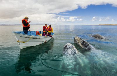 Le Balene della Baja California