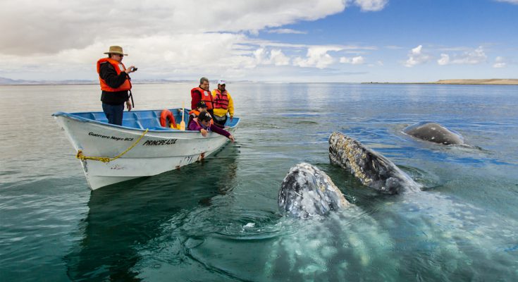 Le Balene della Baja California