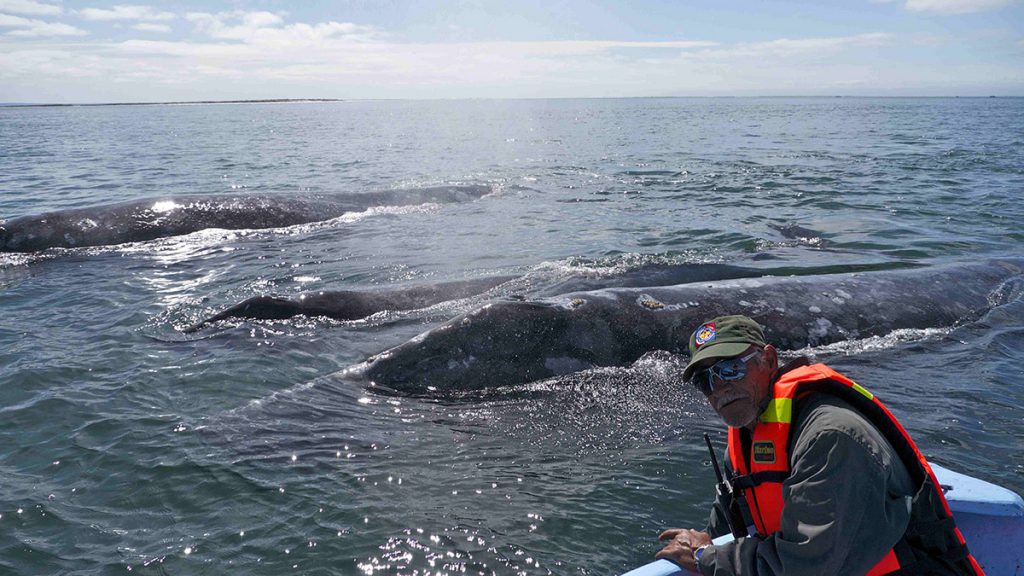 Le Balene della Baja California