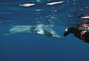 Le Balene della Baja California