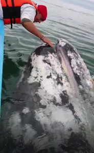 Le Balene della Baja California