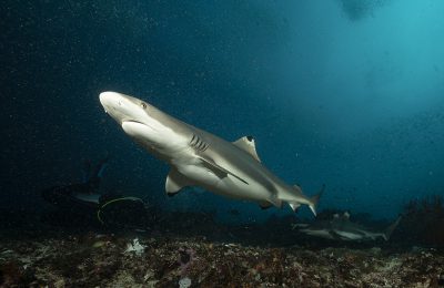 Hawaii vietato uccidere squalo