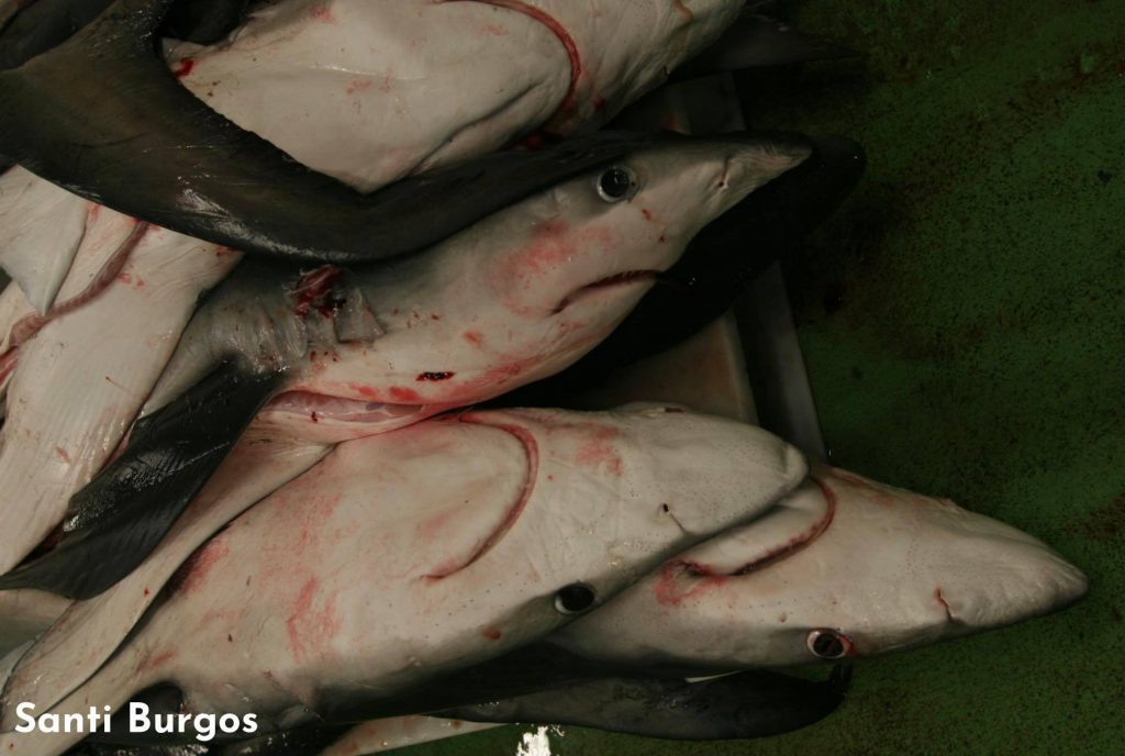 stop finning