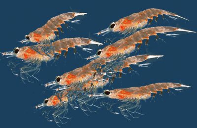 krill