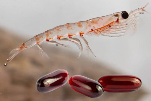 Competizione per il krill 