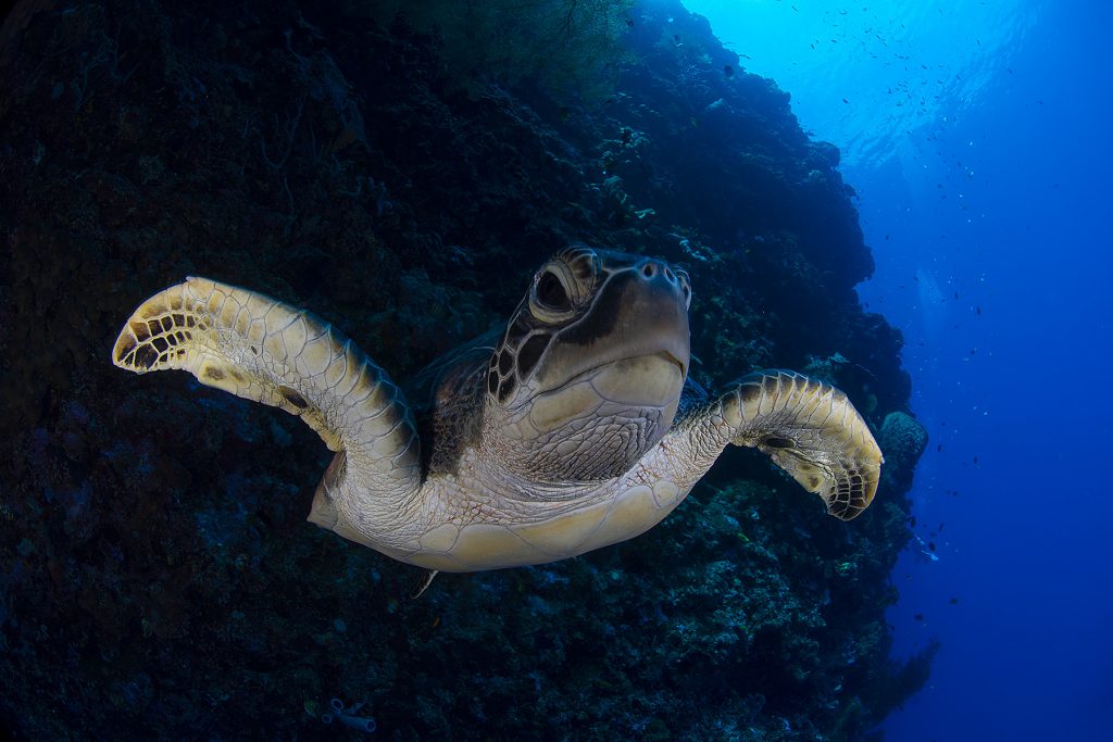 tartarughe verdi aldabra