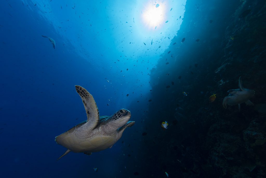 tartarughe verdi aldabra