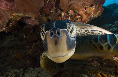 tartarughe verdi aldabra