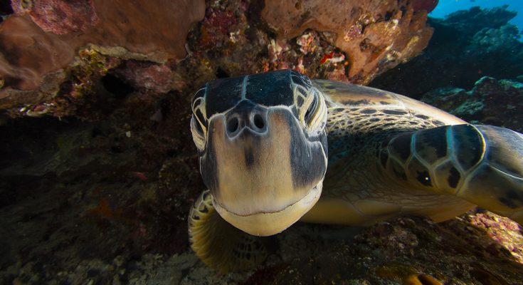 tartarughe verdi aldabra